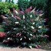 Arbre à Papillons Tricolore -France Fournitures De Jardin Soldes 2024 rav 81552 6 1706100329891