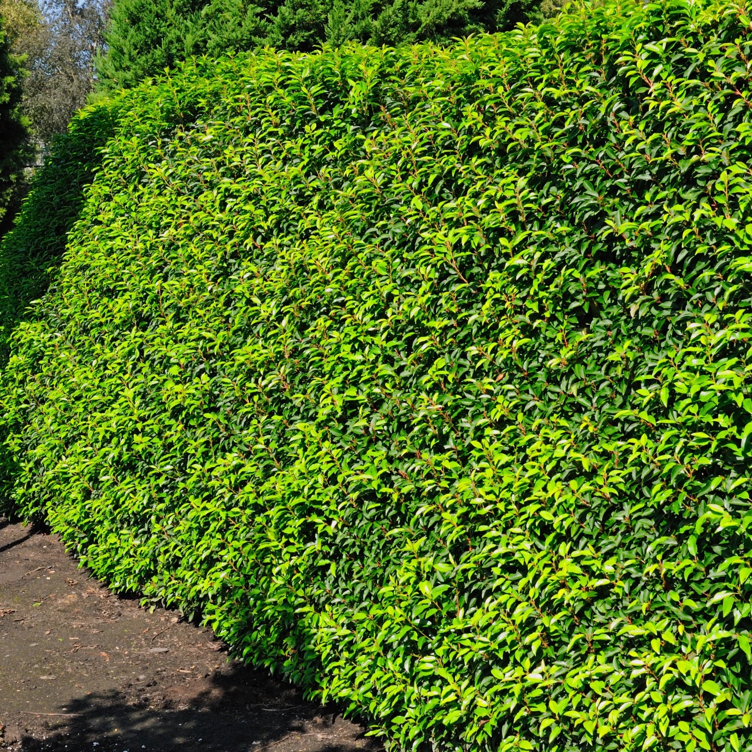 3 Lauriers Du Portugal Angustifolia 5 3 Lauriers Du Portugal Angustifolia – Image 3