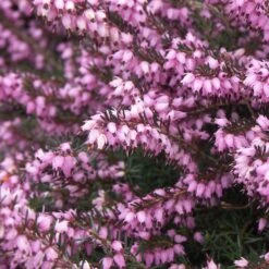 3 Bruyères D'hiver Roses -France Fournitures De Jardin Soldes 2024 ren 100311 6