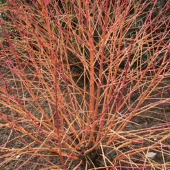 Cornouiller Fluo Winter Flame 7 Cornouiller Fluo Winter Flame -France Fournitures De Jardin Soldes 2024 ren 100429 5