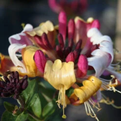 Chèvrefeuille Arbustif Chic Et Choc ® -France Fournitures De Jardin Soldes 2024 ren 100491 5 1699626529038