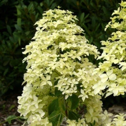 Hortensia Paniculé Dentelle De Gorron ® 11 Hortensia Paniculé Dentelle De Gorron ® -France Fournitures De Jardin Soldes 2024 ren 100542 6