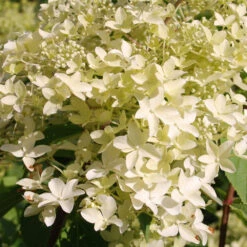Hortensia Paniculé Dentelle De Gorron ® 10 Hortensia Paniculé Dentelle De Gorron ® -France Fournitures De Jardin Soldes 2024 ren 100542 9