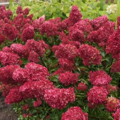 Hortensia Paniculé Fraise Melba® Renba 13 Hortensia Paniculé Fraise Melba® Renba -France Fournitures De Jardin Soldes 2024 ren 100666 5