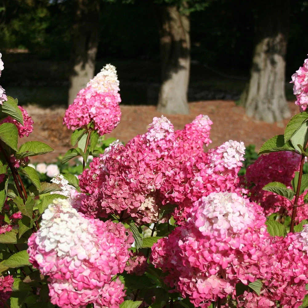 Hortensia Paniculé Fraise Melba® Renba 6 Hortensia Paniculé Fraise Melba® Renba – Image 4