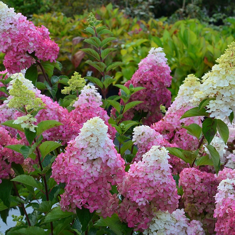 Hortensia Paniculé Fraise Melba® Renba 7 Hortensia Paniculé Fraise Melba® Renba – Image 5