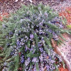 Romarin Officinal Rampant Pointe Du Raz