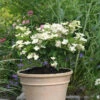 Hortensia Paniculé Prim'White® Dolprim 2 Hortensia Paniculé Prim'White® Dolprim -France Fournitures De Jardin Soldes 2024 ren 101468 3 1706545050817