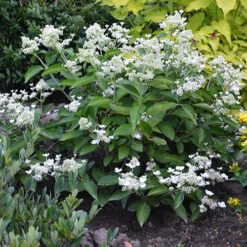 Hortensia Paniculé Prim'White® Dolprim -France Fournitures De Jardin Soldes 2024 ren 101468 5 1706106893330
