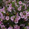 Mauve Du Cap Miss Pinky -France Fournitures De Jardin Soldes 2024 ren 101470 2 1706541731083