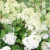 Hortensia Paniculé Diamantino® 2 Hortensia Paniculé Diamantino® -France Fournitures De Jardin Soldes 2024 ren 101471 2 1706107922131