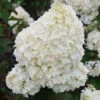 Hortensia Paniculé Dolly -France Fournitures De Jardin Soldes 2024 ren 101477 2 1706108361154