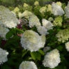 Hortensia Paniculé MagicalŸ Moonlight 2 Hortensia Paniculé MagicalŸ Moonlight -France Fournitures De Jardin Soldes 2024 ren 101481 2 1706541768980