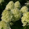 Hortensia Paniculé Magical® Candle 1 Hortensia Paniculé Magical® Candle -France Fournitures De Jardin Soldes 2024 ren 101484 2 1706108898066