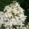 Hortensia Paniculé Magical® Starlight -France Fournitures De Jardin Soldes 2024 ren 101486 2 1706108964356