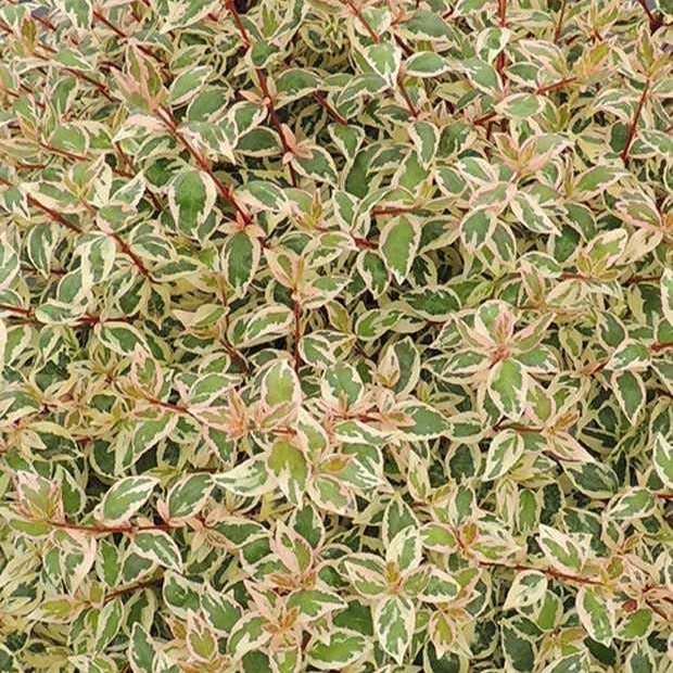 Abélia Pink Lady 4 Abélia Pink Lady – Image 2