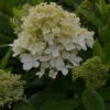 Hortensia Paniculé Magical® Sweet Summer -France Fournitures De Jardin Soldes 2024 ren 101490 2 1706541787431