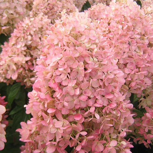 Hortensia Paniculé Magical® Sweet Summer 4 Hortensia Paniculé Magical® Sweet Summer – Image 2