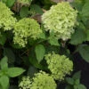 Hortensia Paniculé Ruby Angels Blush -France Fournitures De Jardin Soldes 2024 ren 101491 2 1706109206362