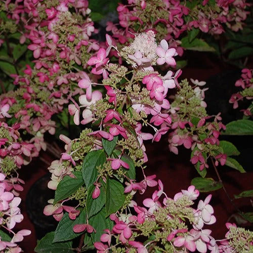 Hortensia Paniculé Ruby Angels Blush 4 Hortensia Paniculé Ruby Angels Blush – Image 2