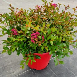 Lilas Des Indes Lilas D'été Mimie® Fuchsia -France Fournitures De Jardin Soldes 2024 ren 101496 4 1706537170920