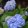 Hortensia So Long® Ebony Monmar 2 Hortensia So Long® Ebony Monmar -France Fournitures De Jardin Soldes 2024 ren 101504 1 1706541852790