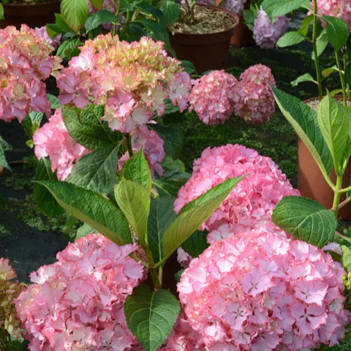 Hortensia So Long® Sunny 3 Hortensia So Long® Sunny