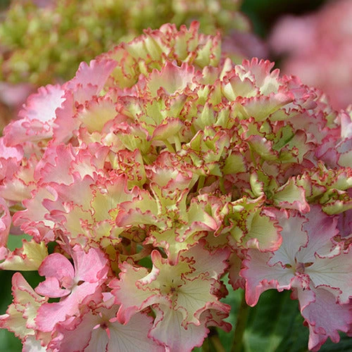 Hortensia So Long® Sunny 4 Hortensia So Long® Sunny – Image 2
