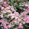 Hortensia Paniculé Prim'Red® Couhaprim -France Fournitures De Jardin Soldes 2024 ren 101517 1 1706110256691