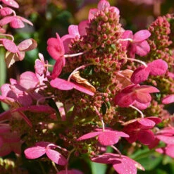 Hortensia Paniculé Prim'Red® Couhaprim 7 Hortensia Paniculé Prim'Red® Couhaprim -France Fournitures De Jardin Soldes 2024 ren 101517 3 1706110264195