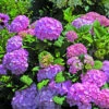 Hortensia So Long® Rosy 2 Hortensia So Long® Rosy -France Fournitures De Jardin Soldes 2024 ren 101520 2 1706541909141