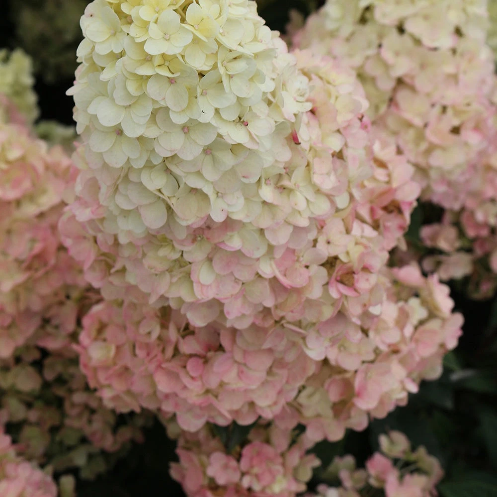 Hortensia Paniculé SUNDAE FRAISE® Rensun 3 Hortensia Paniculé SUNDAE FRAISE® Rensun