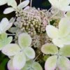 Hortensia Paniculé PASTELGREEN® Renxolor