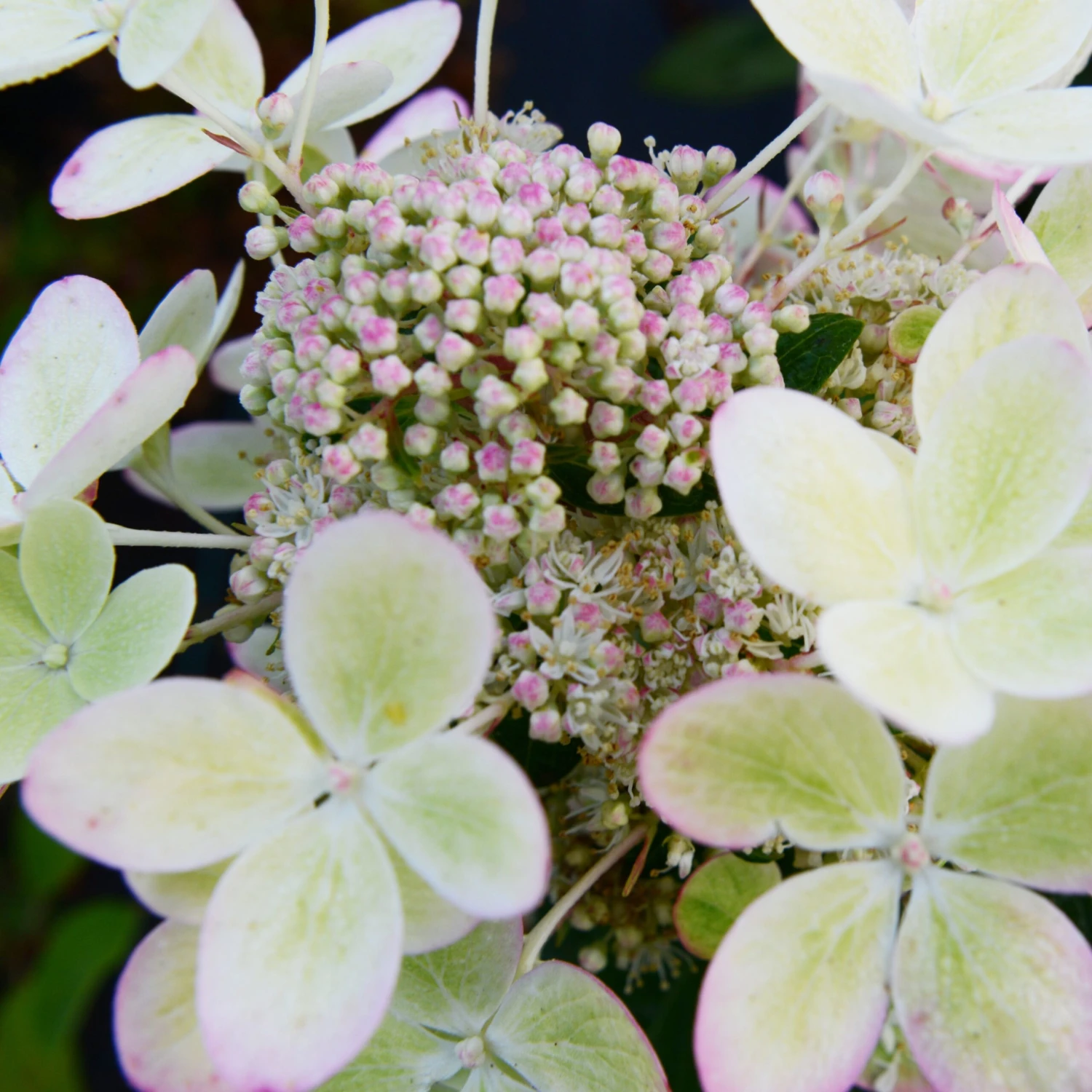 Hortensia Paniculé PASTELGREEN® Renxolor 3 Hortensia Paniculé PASTELGREEN® Renxolor