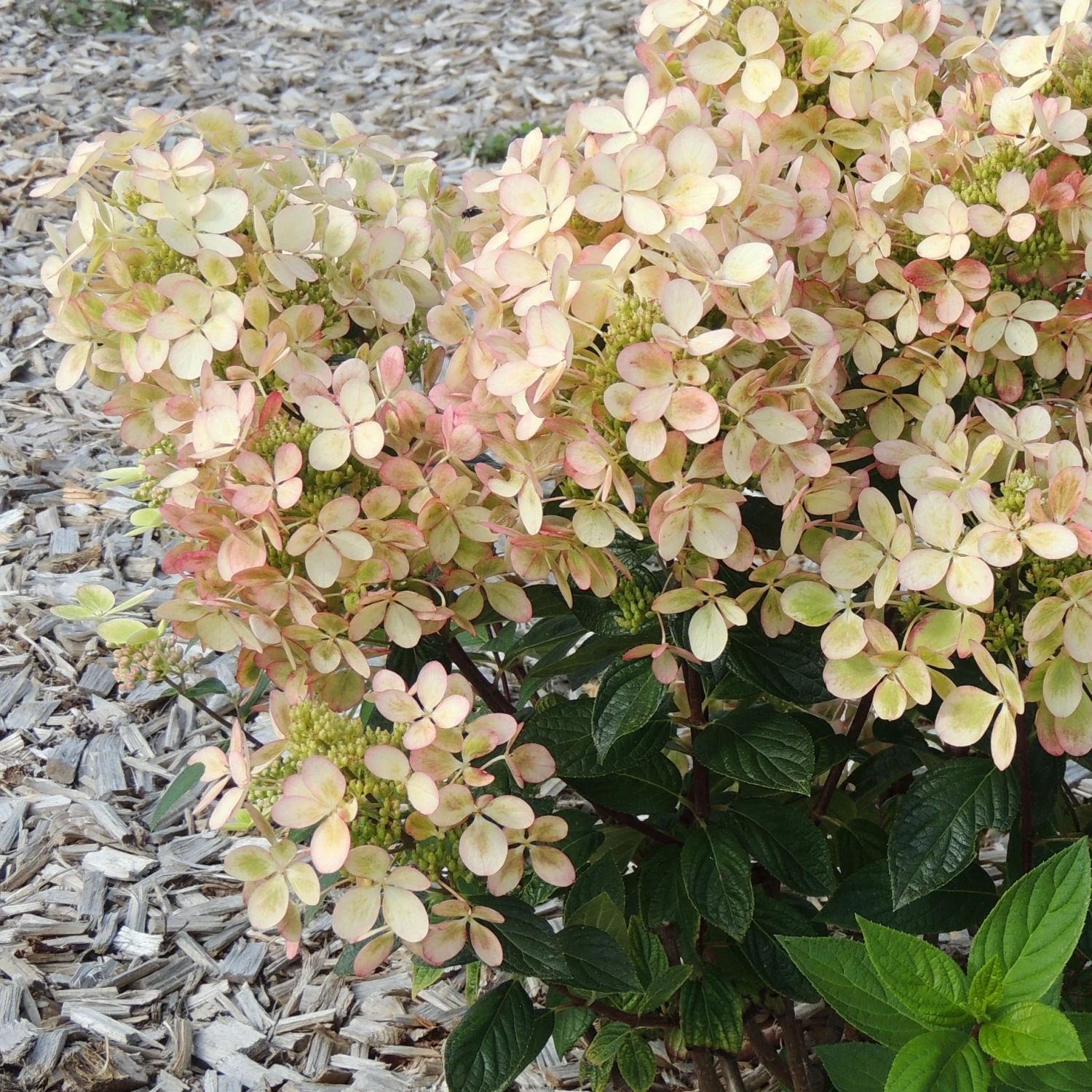Hortensia Paniculé PASTELGREEN® Renxolor 4 Hortensia Paniculé PASTELGREEN® Renxolor – Image 2