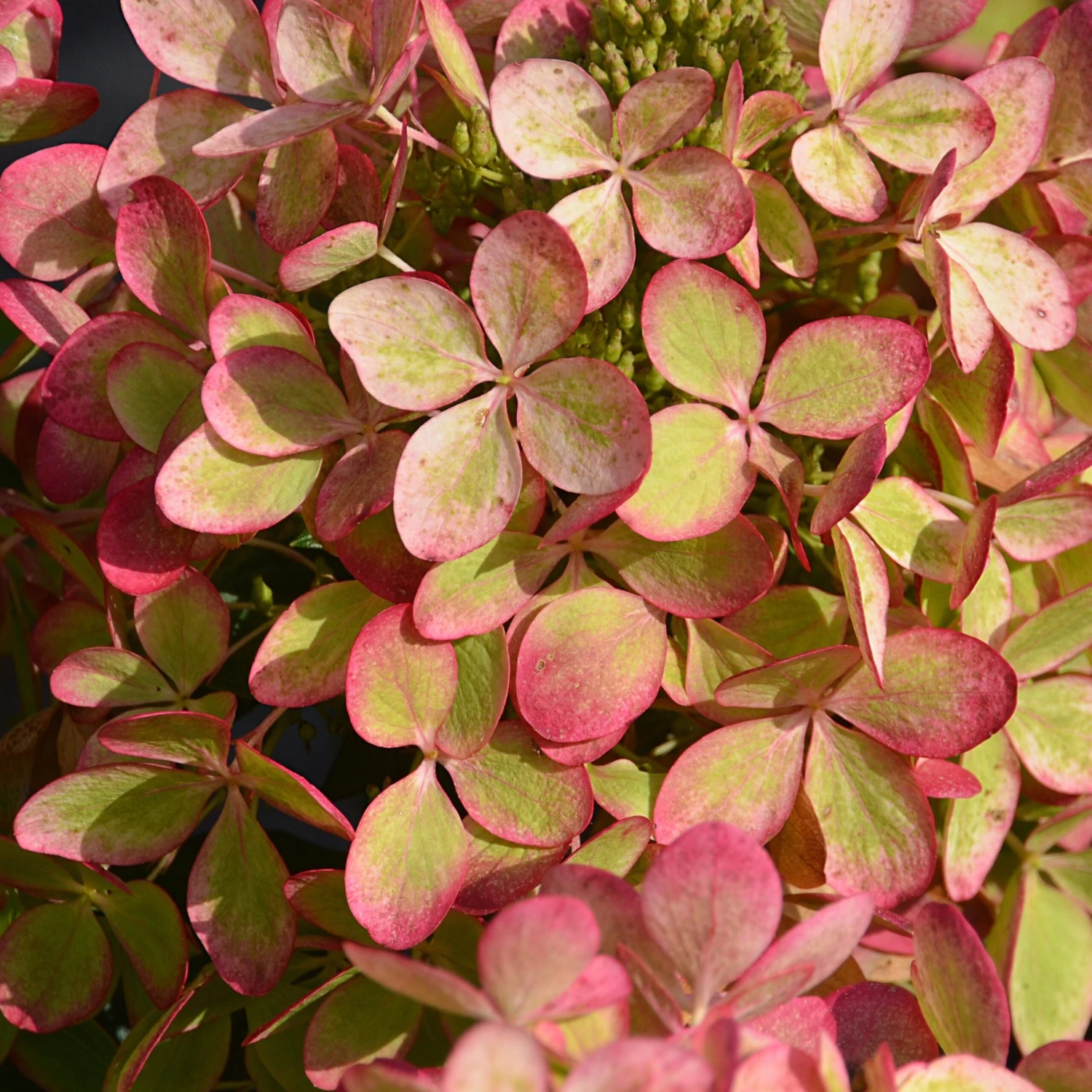 Hortensia Paniculé PASTELGREEN® Renxolor 5 Hortensia Paniculé PASTELGREEN® Renxolor – Image 3