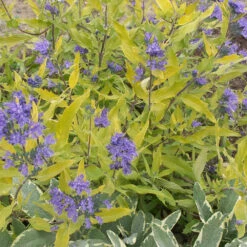 Caryopteris Worcester Gold
