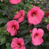 Hibiscus Des Marais Planet®Griotte Tangri 1 Hibiscus Des Marais Planet®Griotte Tangri -France Fournitures De Jardin Soldes 2024 ren 104064 1 1705575222391