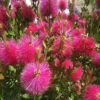 Callistemon Hot Pink - Rince-bouteille Rose 1 Callistemon Hot Pink - Rince-bouteille Rose -France Fournitures De Jardin Soldes 2024 ren 104607 5 1705313761078