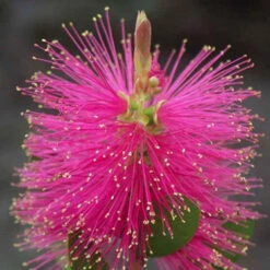 Callistemon Hot Pink - Rince-bouteille Rose 9 Callistemon Hot Pink - Rince-bouteille Rose -France Fournitures De Jardin Soldes 2024 ren 104607 6 1705313753622