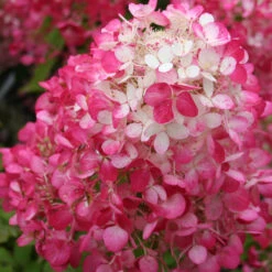 Hortensia Paniculé Diamant Rouge -France Fournitures De Jardin Soldes 2024 ren 64449 7 1699630959968