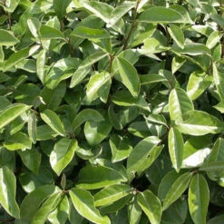 Eleagnus 13 Eleagnus -France Fournitures De Jardin Soldes 2024 ren 90366 9 1700140158281