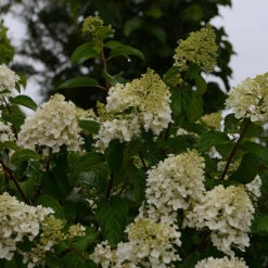 Hortensia Paniculé Silver Dollar