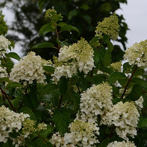 Hortensia Paniculé Silver Dollar 3 Hortensia Paniculé Silver Dollar