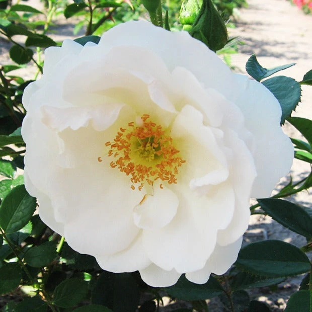 Rosier Grimpant Hella 4 Rosier Grimpant Hella – Image 2