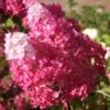 Hortensia Paniculé Fraise Melba® Renba 2 Hortensia Paniculé Fraise Melba® Renba -France Fournitures De Jardin Soldes 2024 rlt 100666 10
