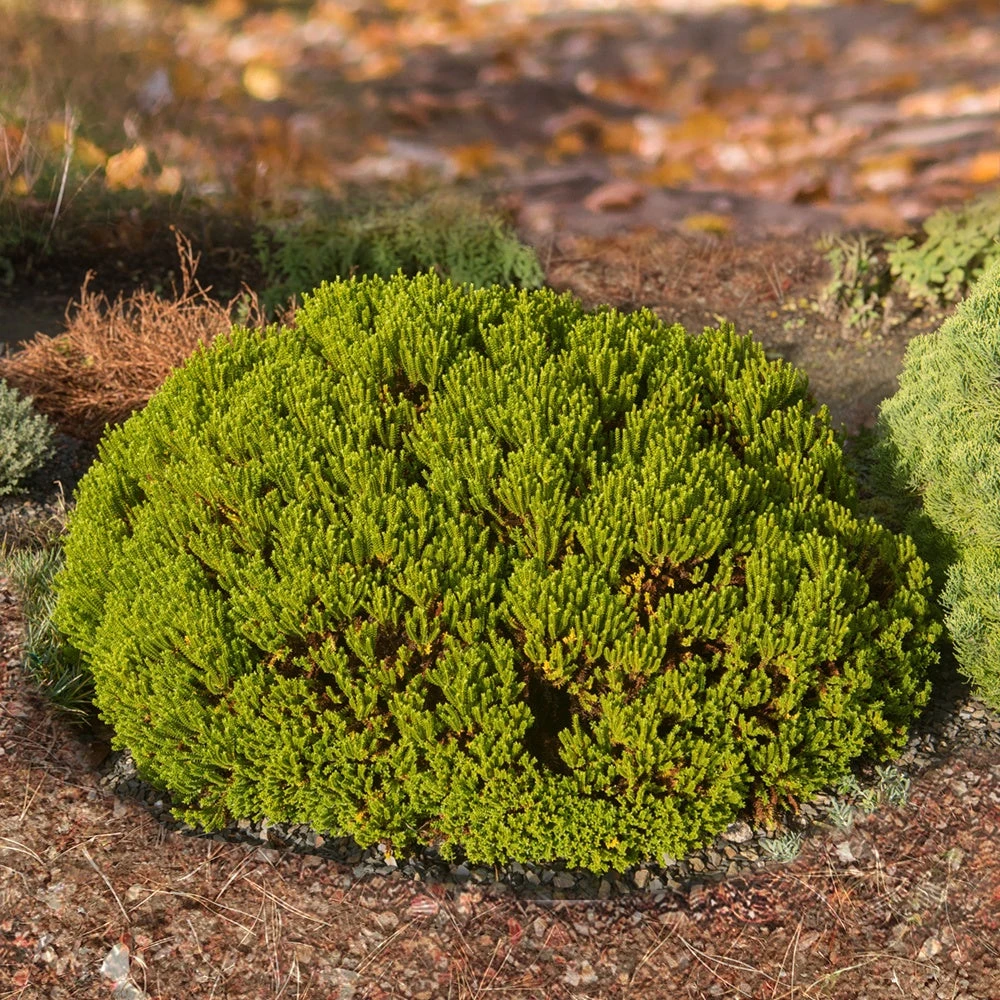 Hebe Emerald Green 4 Hebe Emerald Green – Image 2