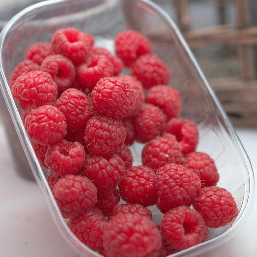 Framboisier Zeva 4 Framboisier Zeva – Image 2