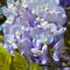 Glycine De Chine Caroline -France Fournitures De Jardin Soldes 2024 tra 41396 4