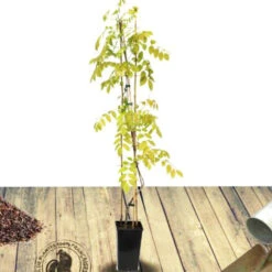 Glycine De Chine Caroline -France Fournitures De Jardin Soldes 2024 tra 41396 5